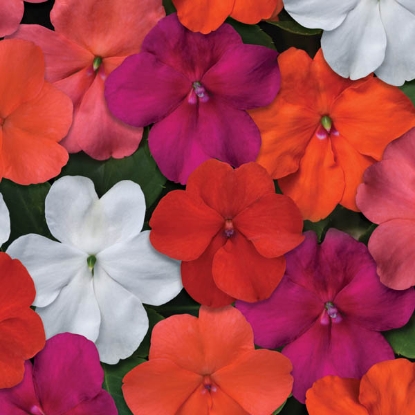 Picture of Impatiens - Beacon Select Mixed F1